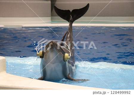 鹿児島県鹿児島市 いおワールドかごしま水族館 鹿児島県鹿児島市 いおワールドかごしま水族館 128499992