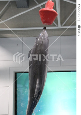鹿児島県鹿児島市 いおワールドかごしま水族館 鹿児島県鹿児島市 いおワールドかごしま水族館 128499993