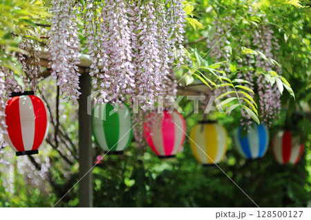 岡山県　倉敷市　阿智神社　阿智の藤 128500127