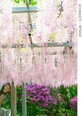 岡山県 倉敷市 阿智神社 阿智の藤 岡山県 倉敷市 阿智神社 阿智の藤 128500134