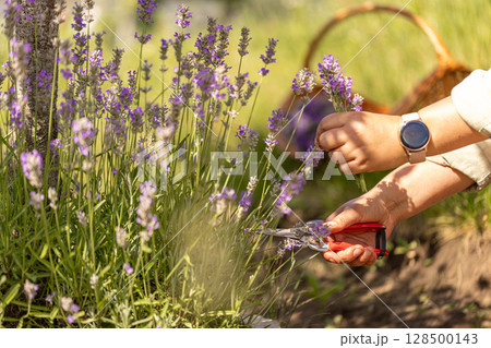 Woman harvesting lavender flowers Woman harvesting lavender flowers 128500143