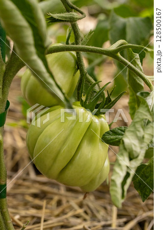 Unripe green tomatoes hanging on the vine 128500167