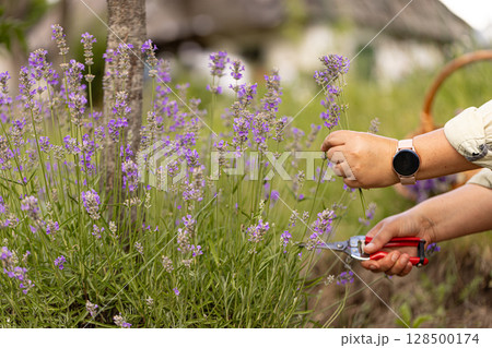 Gardener harvesting lavender flowers 128500174
