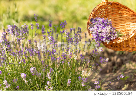 Harvested lavender flowers in blooming field 128500184