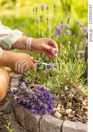 Woman harvesting lavender flowers Woman harvesting lavender flowers 128500187