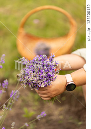 Bouquet of freshly cut lavender flowers Bouquet of freshly cut lavender flowers 128500189