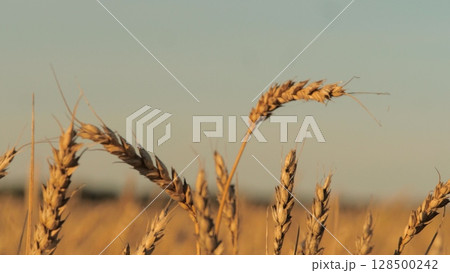 Agricultural landscape featuring endless wheat fields, plants reaching maturity sun, serene view wheat field sunset, field wheat few stalks, wheat brown and dry. sky blue clear, Rows spreading across Agricultural landscape featuring endless wheat fields, plants reaching maturity sun, serene view wheat field sunset, field wheat few stalks, wheat brown and dry. sky blue clear, Rows spreading across 128500242
