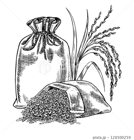 Burlap bags of rice and rice stalks next to them. Black and white graphics, vector illustrations. Design element for menus, recipes, and cookbooks. For banners, flyers, packaging, labels, and more. 128500259