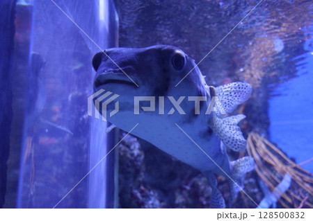 鹿児島県鹿児島市 いおワールドかごしま水族館 鹿児島県鹿児島市 いおワールドかごしま水族館 128500832