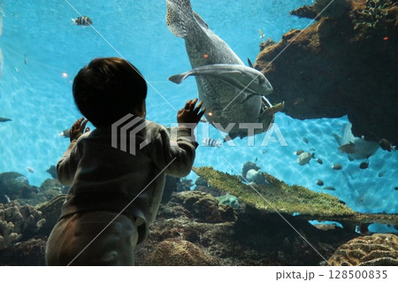 鹿児島県鹿児島市 いおワールドかごしま水族館 鹿児島県鹿児島市 いおワールドかごしま水族館 128500835