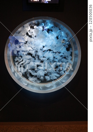 鹿児島県鹿児島市 いおワールドかごしま水族館 鹿児島県鹿児島市 いおワールドかごしま水族館 128500836
