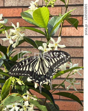 花に留まる「アゲハチョウ」 128500905