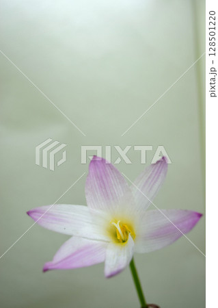 ゼフィランサス 128501220