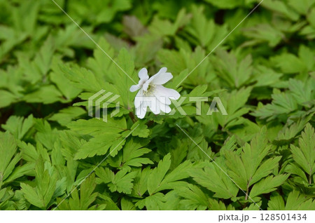白い「キクザキイチゲ」の花 一輪（赤城自然園／群馬県渋川市） 128501434