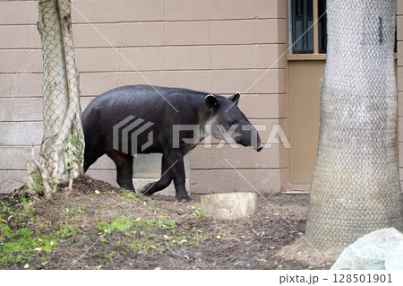 アジアの森を歩く：特徴的な鼻を持つマレーバク 128501901