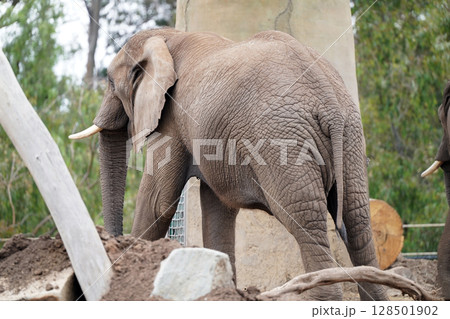 大地の力:どっしりと佇むゾウの後ろ姿 大地の力:どっしりと佇むゾウの後ろ姿 128501902