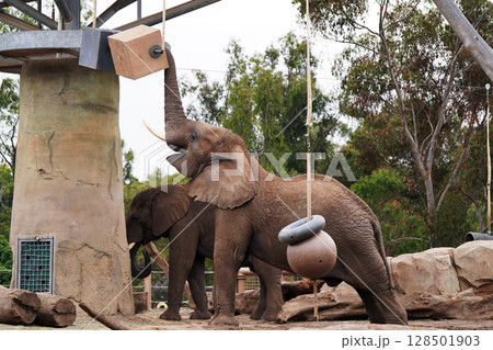動物園で遊ぶアフリカゾウ:エンリッチメントと自然な行動 動物園で遊ぶアフリカゾウ:エンリッチメントと自然な行動 128501903