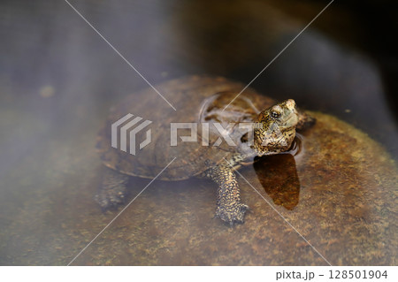 水辺の静寂：そっと顔を出すイシガメ 128501904
