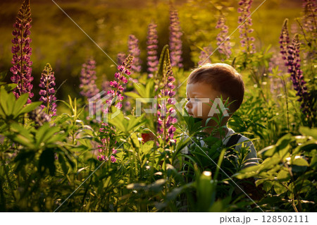 Little boy in a field of blooming lupines at sunset Little boy in a field of blooming lupines at sunset 128502111