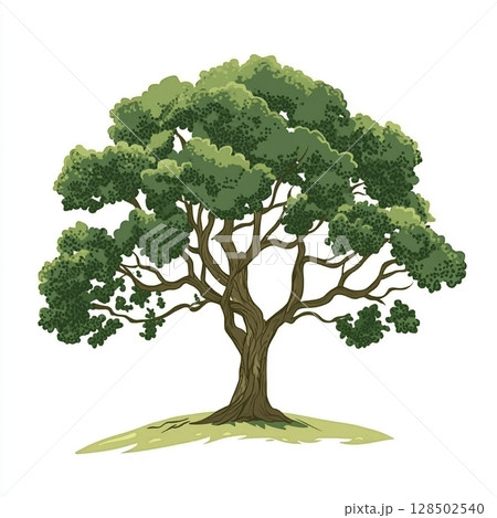 A vibrant, full-grown oak tree with dense green foliage and a sturdy brown trunk stands on a patch of grass against a clean white background. 128502540