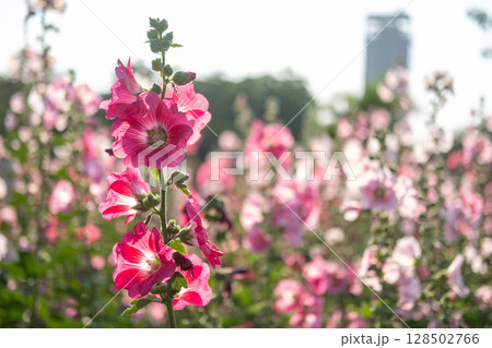 Pink Hollyhocks in the garden with blurred bokeh background Pink Hollyhocks in the garden with blurred bokeh background 128502766