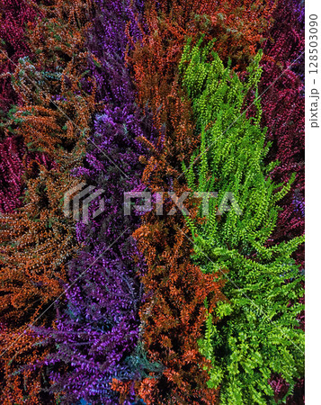 Colorful heather plants creating a vibrant natural tapestry wallpaper Colorful heather plants creating a vibrant natural tapestry wallpaper 128503090