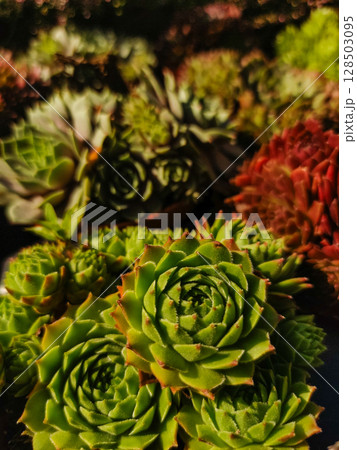 Houseleeks growing in sunlight, succulent plants close up copy space wallpaper Houseleeks growing in sunlight, succulent plants close up copy space wallpaper 128503095