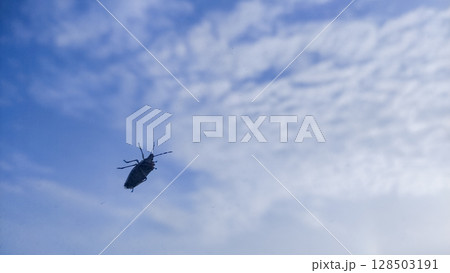 Longhorn beetle silhouette sitting on the glass window against cloudy sky 128503191