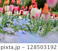 チューリップとネモフィラ 128503192