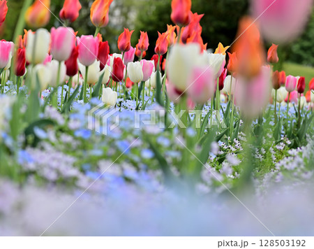 チューリップとネモフィラ 128503192