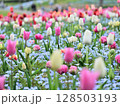 チューリップとネモフィラ 128503193