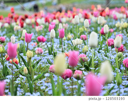 チューリップとネモフィラ 128503193