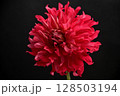 一輪のダリア 128503194