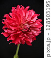 一輪のダリア 128503195