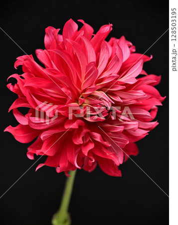 一輪のダリア 128503195
