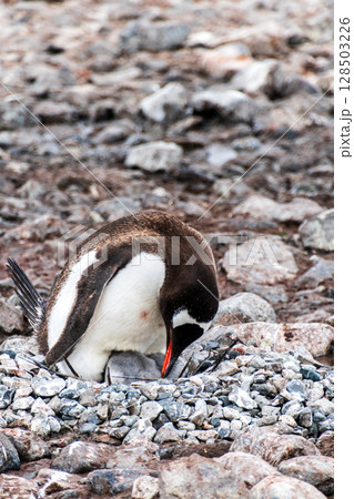 Gentoo Penguin colony on Cuverville island Gentoo Penguin colony on Cuverville island 128503226