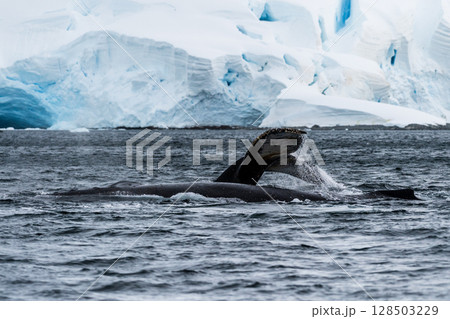 Tail of a humpback whale in the Antarctic Tail of a humpback whale in the Antarctic 128503229