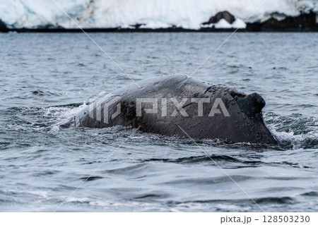 Close-up of the back and dorsal fin of a humpback whale 128503230
