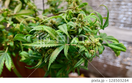 A lush cannabis plant displays rich green leaves and mature buds, thriving in a cultivation environment illuminated by soft natural light A lush cannabis plant displays rich green leaves and mature buds, thriving in a cultivation environment illuminated by soft natural light 128503284