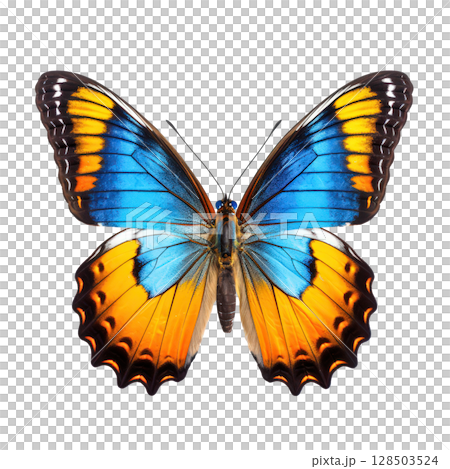 Tropical butterfly isolated on white background 128503524