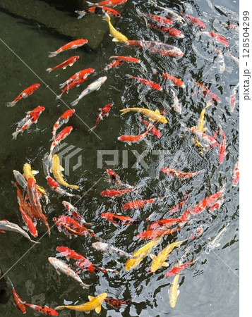 池の中で円を描いて泳ぐ鯉 池の中で円を描いて泳ぐ鯉 128504299