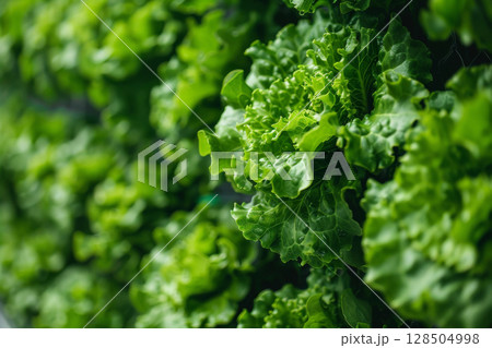 Sustainable vertical agriculture, lettuce growing in a controlled environment, eco-friendly farming concept 128504998