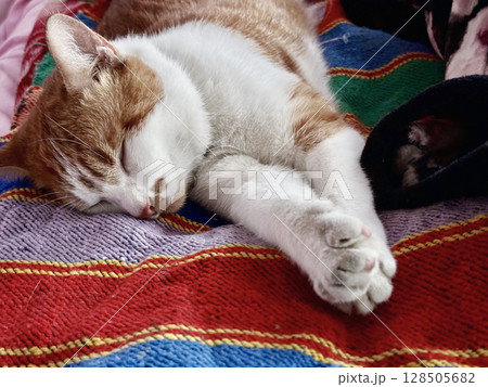 Cat sleeping on its side. Ginger and white cat. 128505682