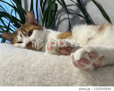 Ginger cat resting in a cat bed. 128505684