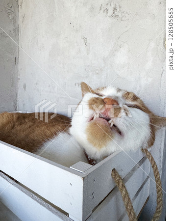 Ginger cat sleeping in a wooden crate. Baring teeth. Ginger cat sleeping in a wooden crate. Baring teeth. 128505685