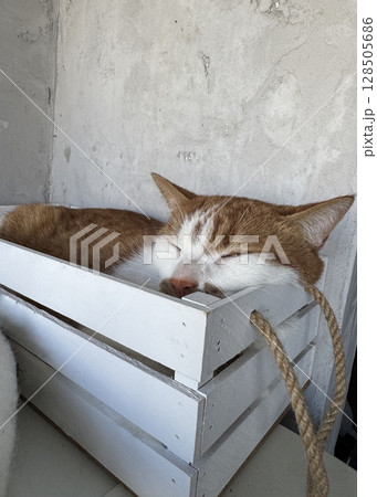 Ginger cat resting in a wooden crate. Ginger cat resting in a wooden crate. 128505686