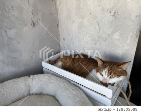 Ginger cat resting in a wooden crate. Ginger cat resting in a wooden crate. 128505689