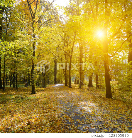 Autumn park with a path for walking in rays of the sun 128505950