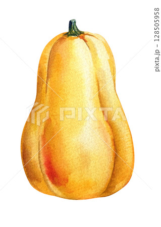 Butternut squash yellow pumpkin watercolor illustration for autumn designs, ripe vegetable, botanical illustration Butternut squash yellow pumpkin watercolor illustration for autumn designs, ripe vegetable, botanical illustration 128505958