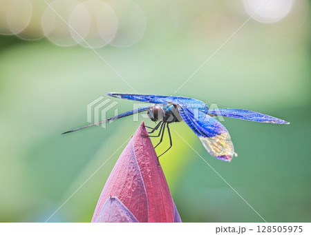 蒼い蜻蛉の休息 128505975